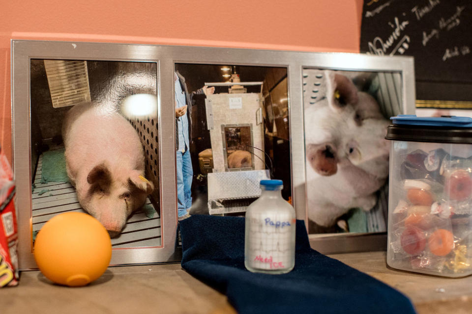 Framed photos of a pig on a mantle (Rosem Morton for NBC News)