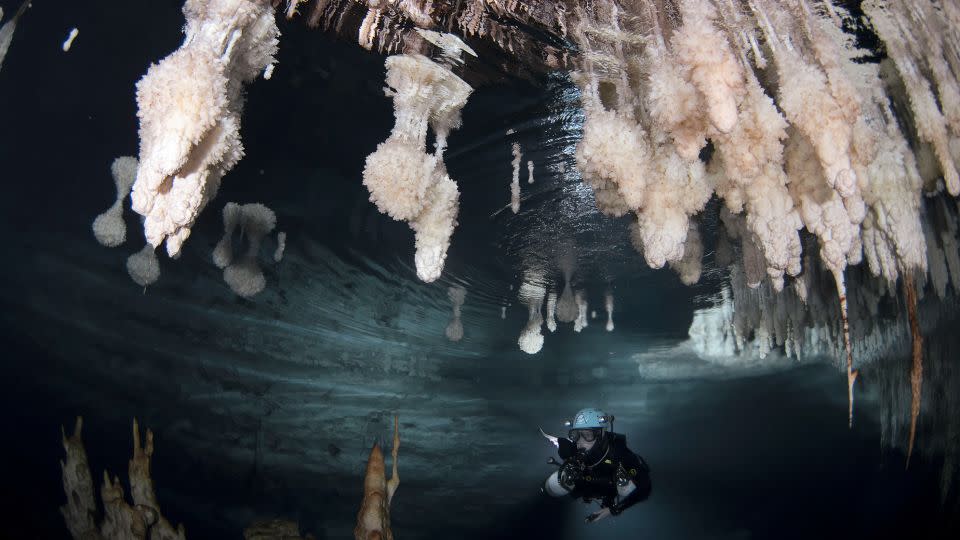 Mineral deposits on speleothems grow exactly at sea level, as seen pictured above the diver in the Galeria de les Delícies in Mallorca's Drac Cave. The submerged stalagmites grew when the sea level was much lower. - M.À. Perelló