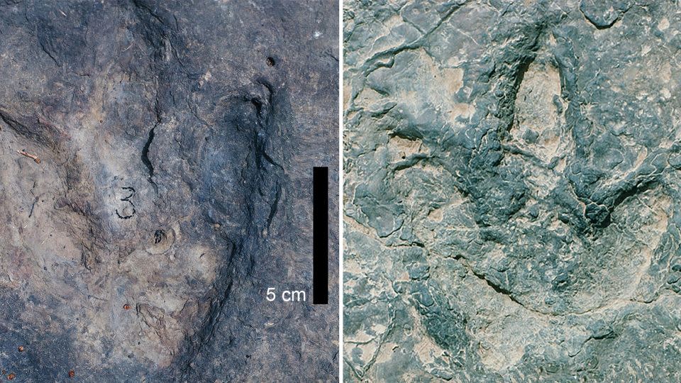 Two dinosaur tracks from the Koum Basin in Cameroon were made 120 million years ago. - Southern Methodist University