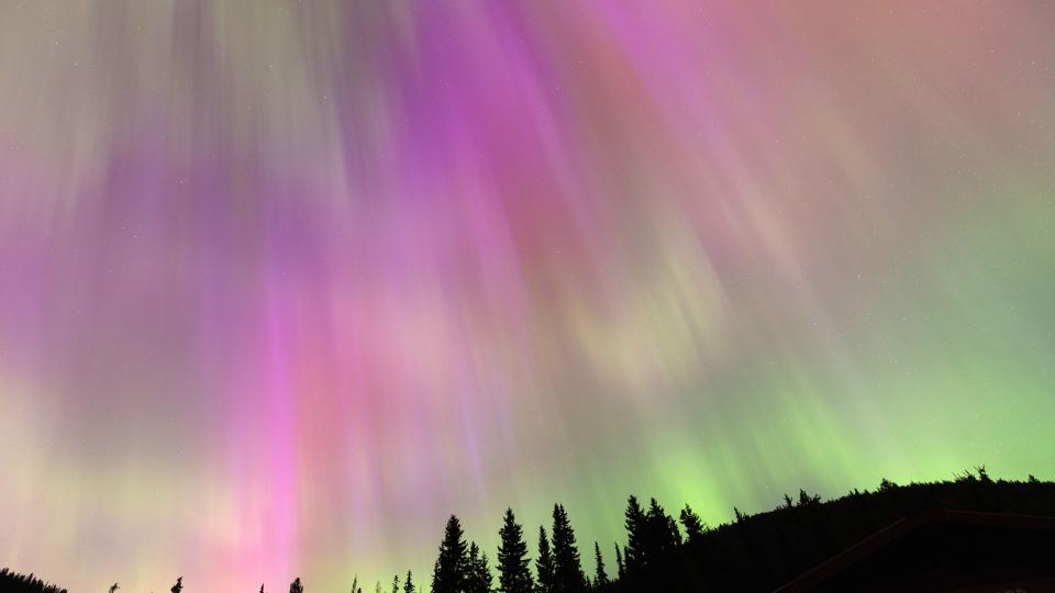  Colorful sheets of light in green, pink and red dance across the night sky above silhouettes of evergreen trees. 