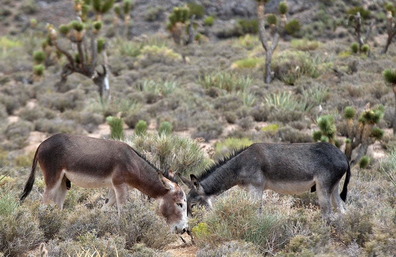 In this July 19, 2011, file photo, two wild burros graze in the desert along state Highway 156, north of Las Vegas. | Julie Jacobson