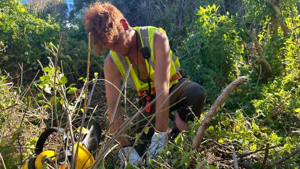 Justin Parkin-Rae pulls weeds from around native trees that Māori tribes planted by Oaro River. - Alaa Elassar/CNN