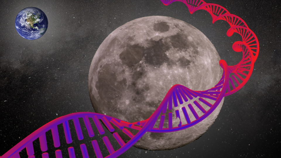  An illustration shows the moon wrapped in DNA representing its potential as a biorepository . 