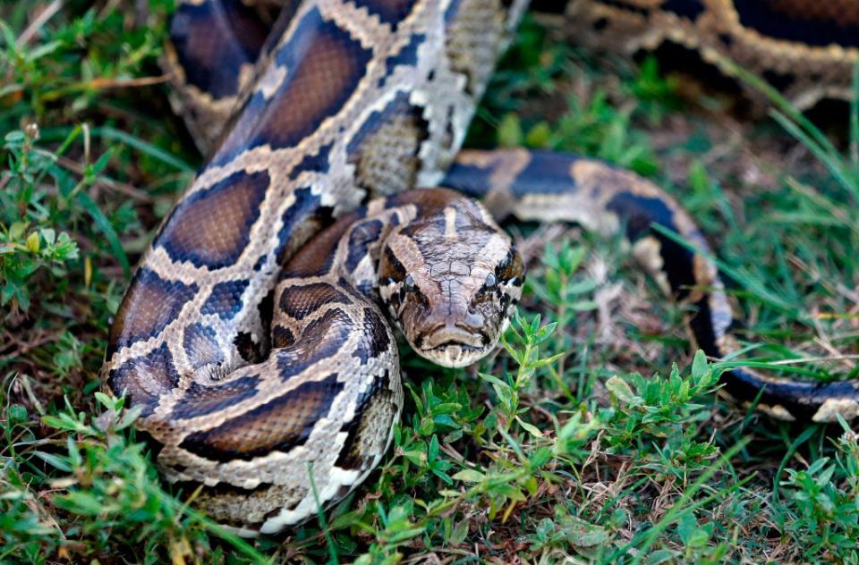 A Burmese python sits in the grass at Everglades Holiday Park in Fort Lauderdale, Florida on April 25, 2019.  / Credit: RHONA WISE/AFP/Getty Images