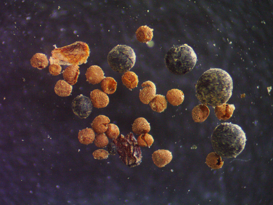 Willow bud scale, arctic poppy seed, fungal bodies, and rock spike moss megaspores found in the GISP2 soil sample viewed under a microscope. / Credit: Halley Mastro