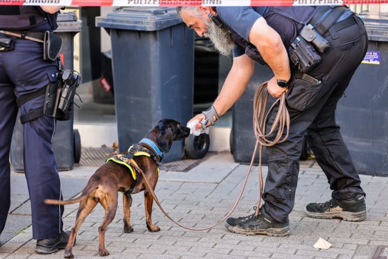 A service dog handler lets a mantrailer dog sniff a scent sample, the dog then picks up the scent of a perpetrator after the knife attack at the Solingen city festival. Several people were killed and injured in an attack at the city's 650th anniversary celebrations. Christoph Reichwein/dpa