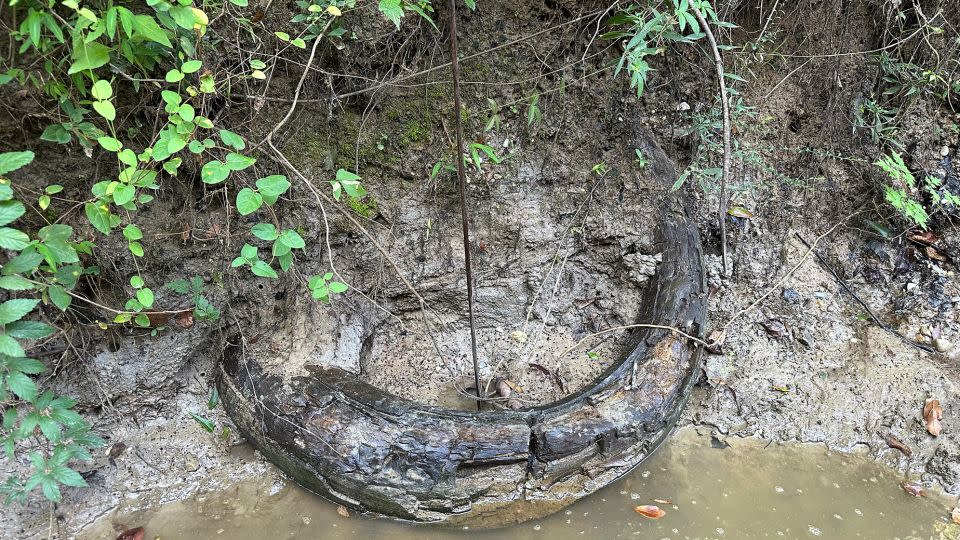 The tusk, which could be anywhere from 11,700 to 75,000 years old, was found partially exposed from the mud bank. - Courtesy Eddie Templeton