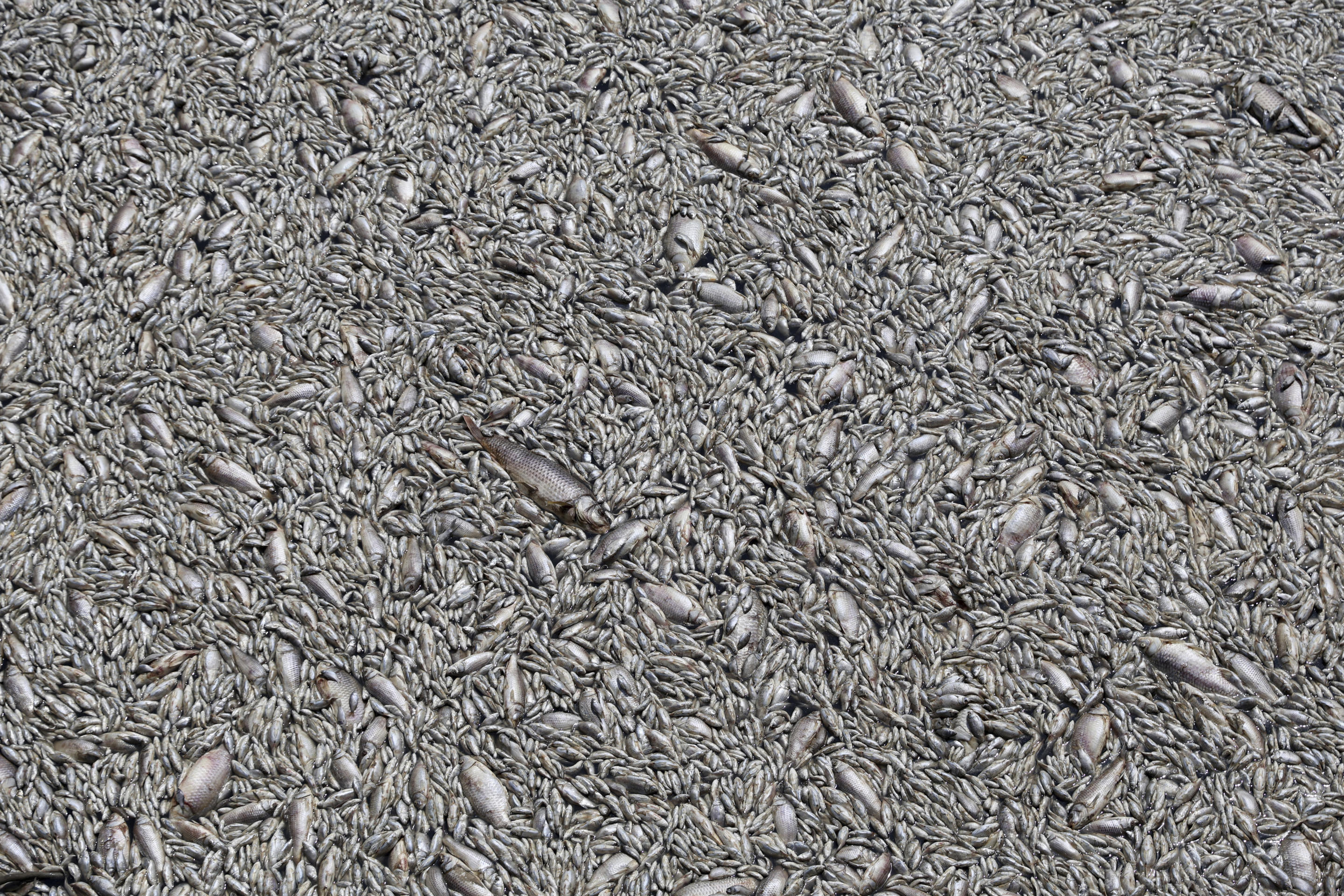 Countless dead fish.