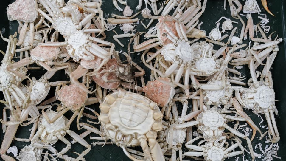 Molts and shells from snow crab sit on a table in June at the Alaska Fisheries Science Center in Kodiak, Alaska. - Joshua A. Bickel/AP