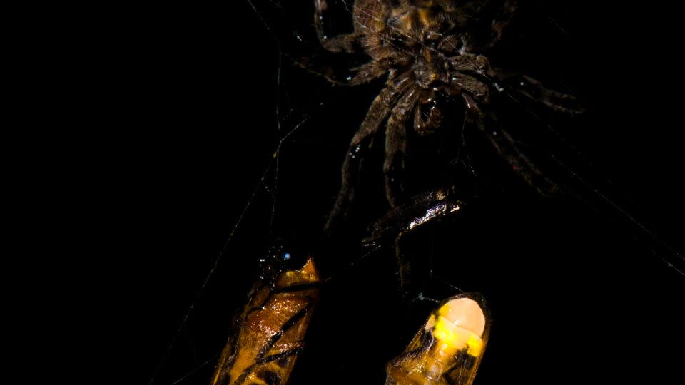 An orb-weaving spider is shown here with two ensnared male fireflies. - Xinhua Fu