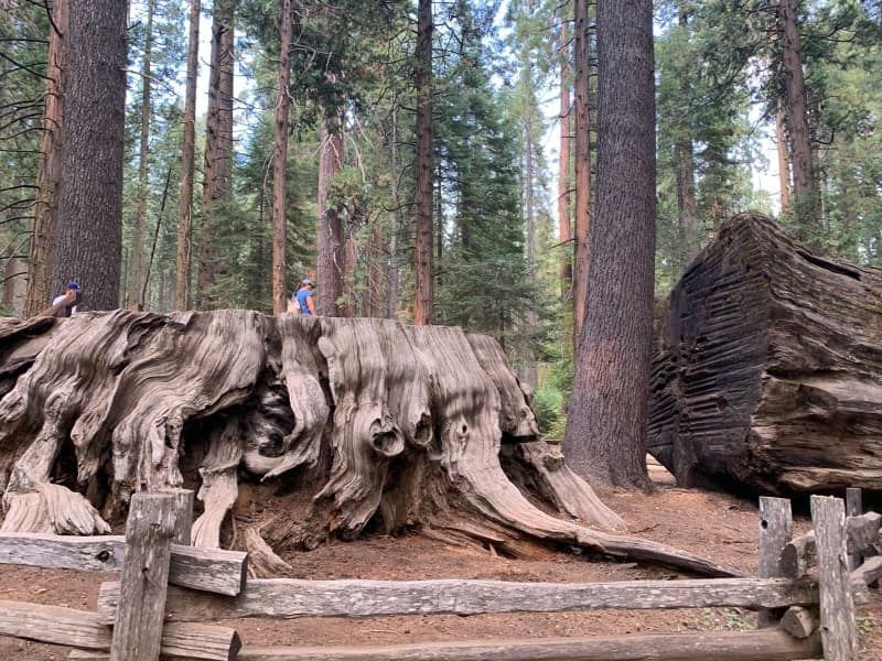 The stump of the discovery tree in Calaveras Big Trees State Park. Discovery Tree might have been largest known tree, but it was cut down. By Pekon. dpa