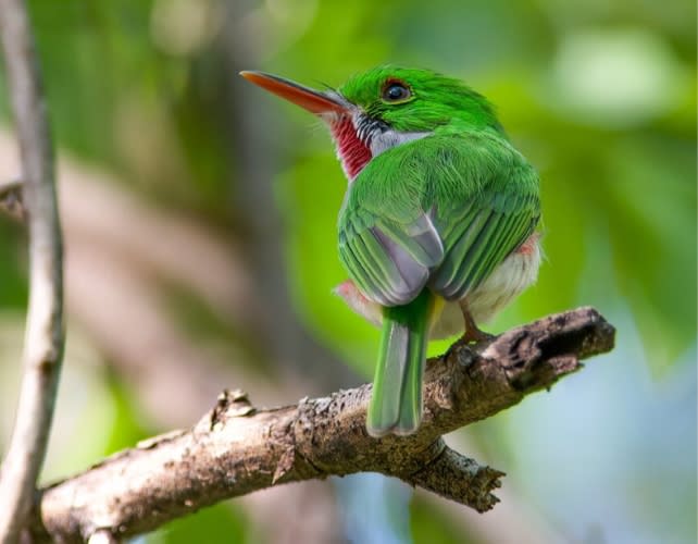 a bright green bird with red beak