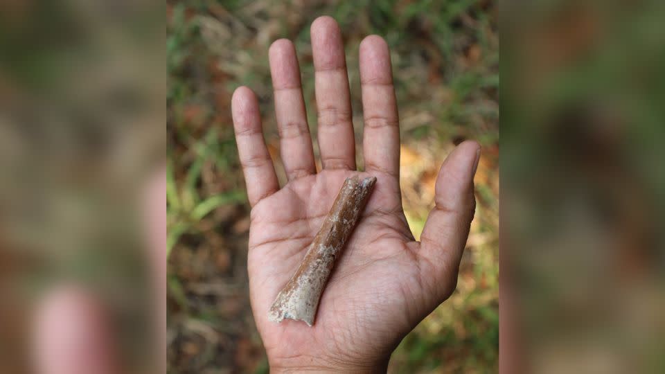 A newly described distal humerus fragment from Homo floresiensis is shown. Researchers excavated the fossil in 2013 at the Mata Menge site. - Yousuke Kaifu