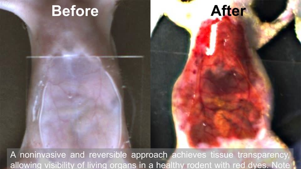 Before and after images show how dye allows researchers to see organs of a mouse by making its skin temporarily transparent. - Stanford University