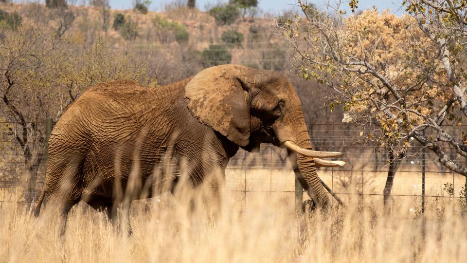 A large elephant walking through a game reserve in Limpopo, South Africa - Tuesday 3 September 2024