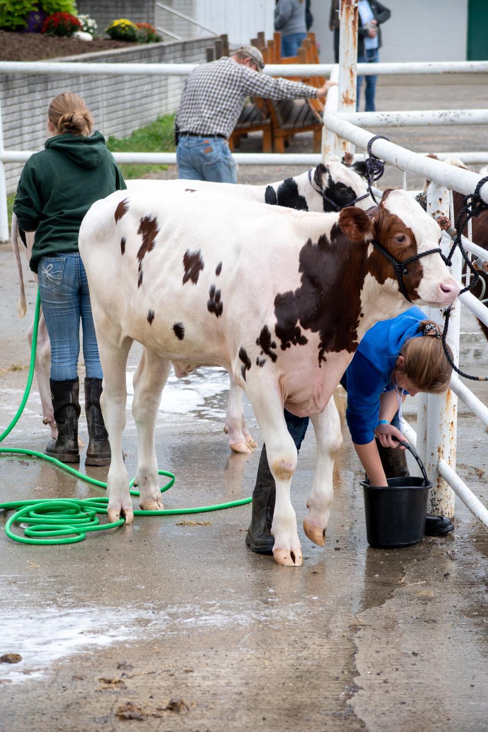 4-H members must care for their livestock projects during the fair and that includes washing them.