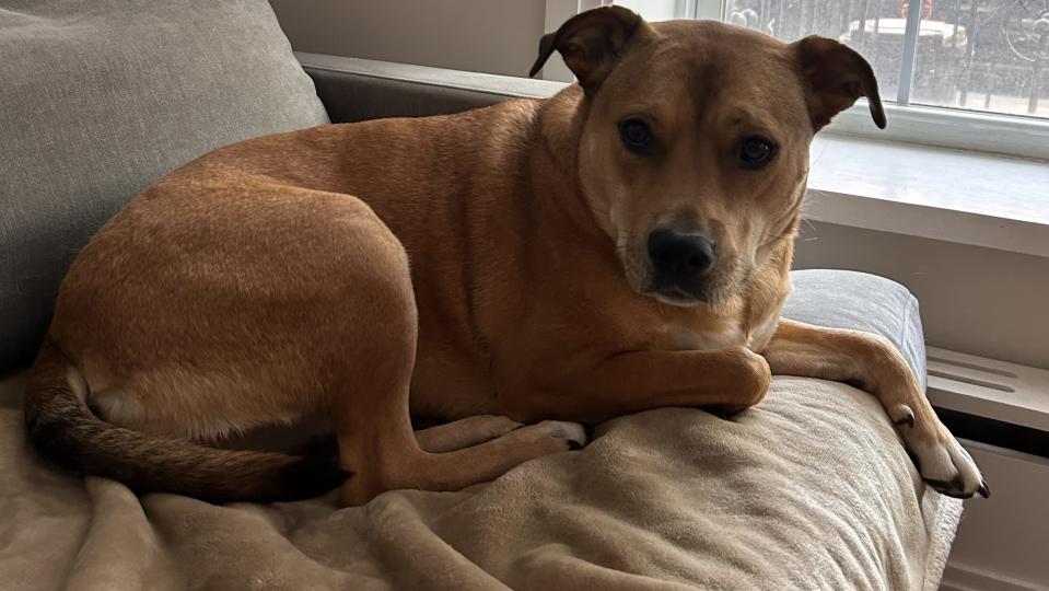 Here's the reverse side of the blanket, a tan fleece. (Jessica Dodell-Feder/Yahoo)