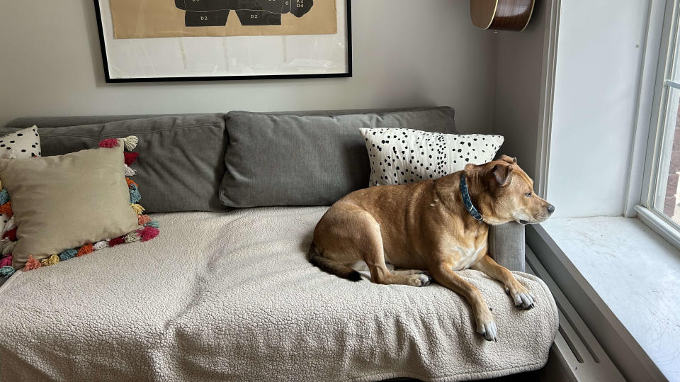 My dog, Frankie, assumes her favorite position on our (now protected) velvet sofa.