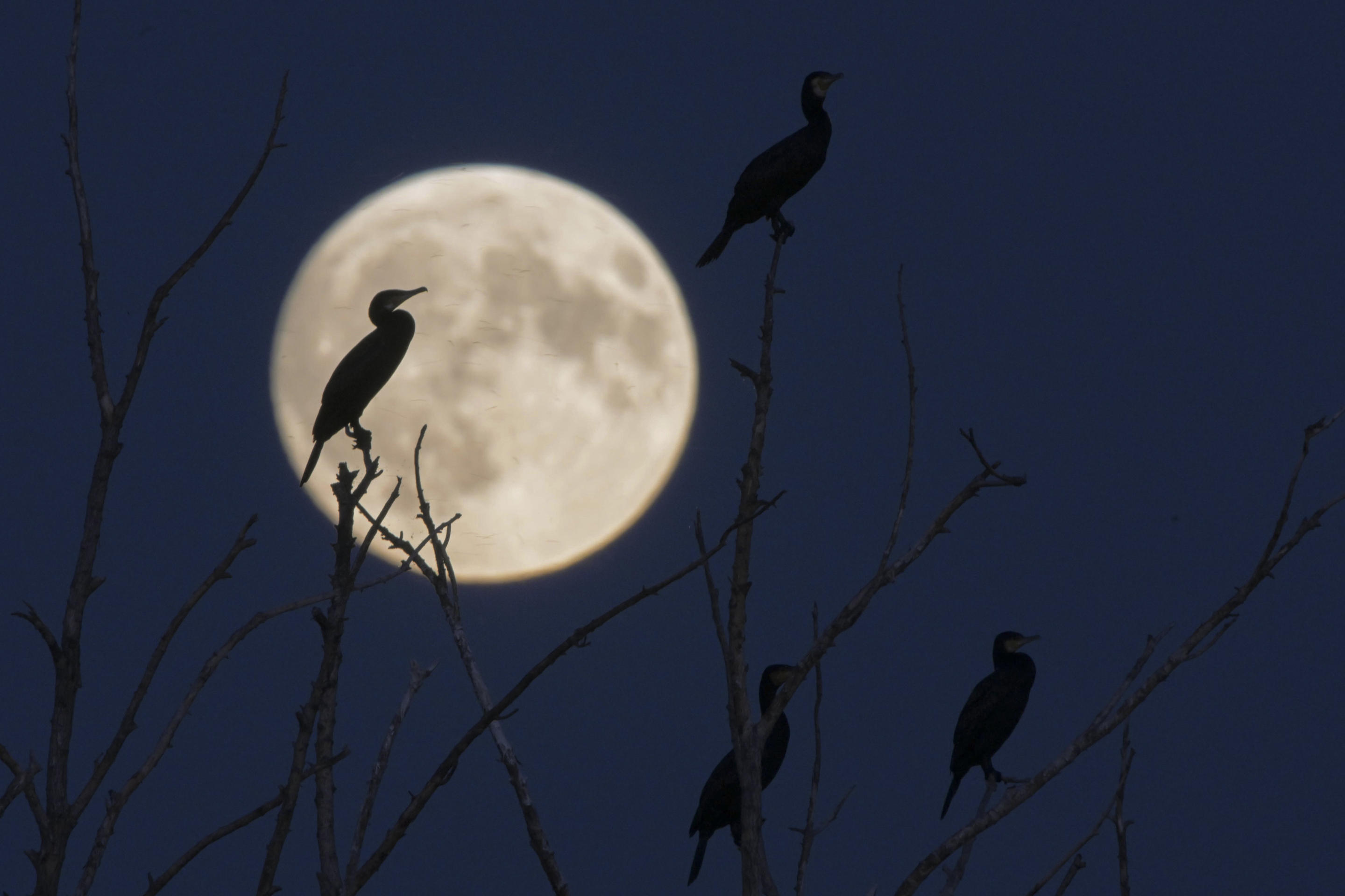 Cormorants are silhouetted against the full moon in Qiqihar, China, Sept. 17. (Wang Yonggang/Xinhua via AP)