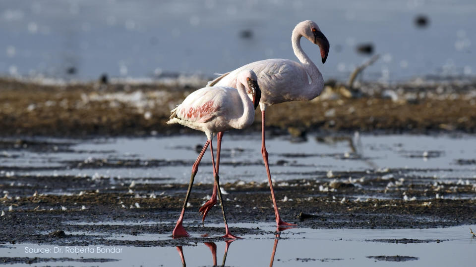 The lesser flamingo gains its rosy red hue from the bacteria it eats, an algal growth that can be seen from space.