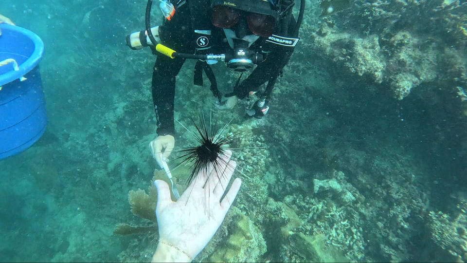 Correspondent Maura Barrett helps researchers place adult-sized urchins in a reef. (Jackie Montalvo & Maura Barrett / NBC News)