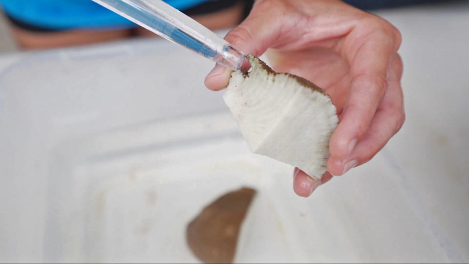 Researchers slice struggling corals into fragments in order to nurse them back to health and grow new coral from each fragment. (Jackie Montalvo & Maura Barrett / NBC News)