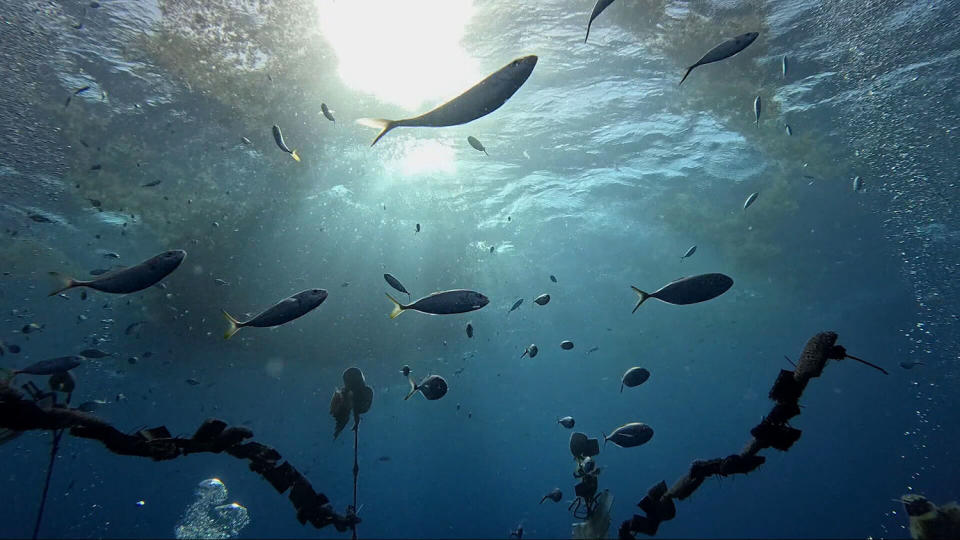 A look at the underwater lab where ISER Caribe nurtures baby sea urchins. (Jackie Montalvo & Maura Barrett / NBC News)