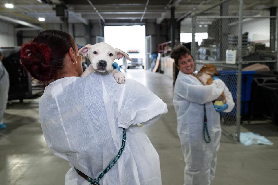 The Humane Society of the United States assists Caldwell County following the rescue of approximately 60 dogs and cats from an alleged cruelty case.