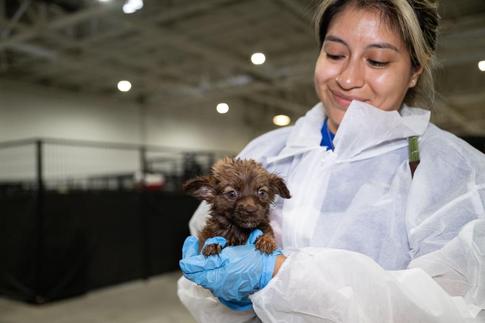 The Humane Society of the United States assists Caldwell County following the rescue of approximately 60 dogs and cats from an alleged cruelty case.