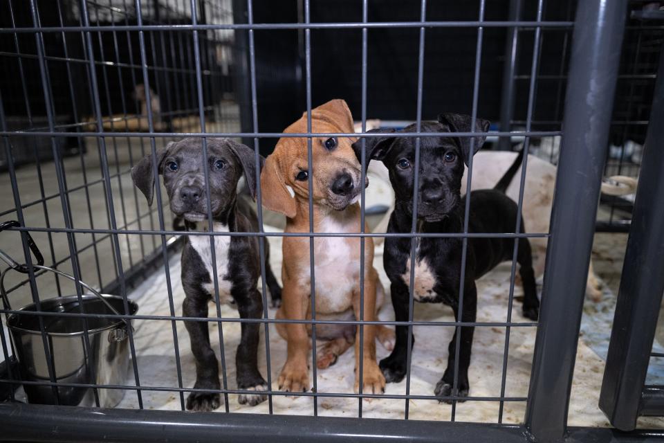 The Humane Society of the United States assists Caldwell County following the rescue of approximately 60 dogs and cats from an alleged cruelty case.