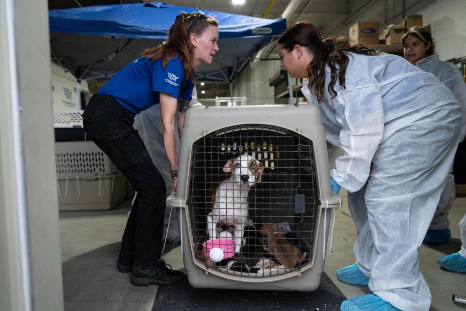 The Humane Society of the United States assists Caldwell County following the rescue of approximately 60 dogs and cats from an alleged cruelty case.