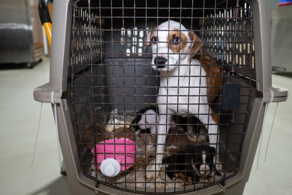 The Humane Society of the United States assists Caldwell County following the rescue of approximately 60 dogs and cats from an alleged cruelty case.