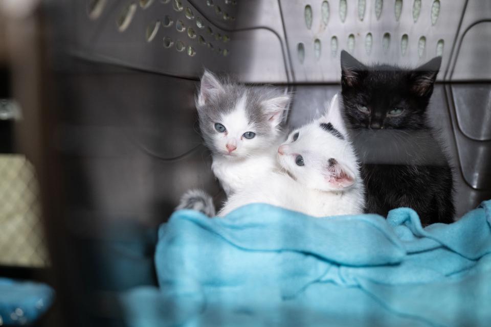 The Humane Society of the United States assists Caldwell County following the rescue of approximately 60 dogs and cats from an alleged cruelty case.