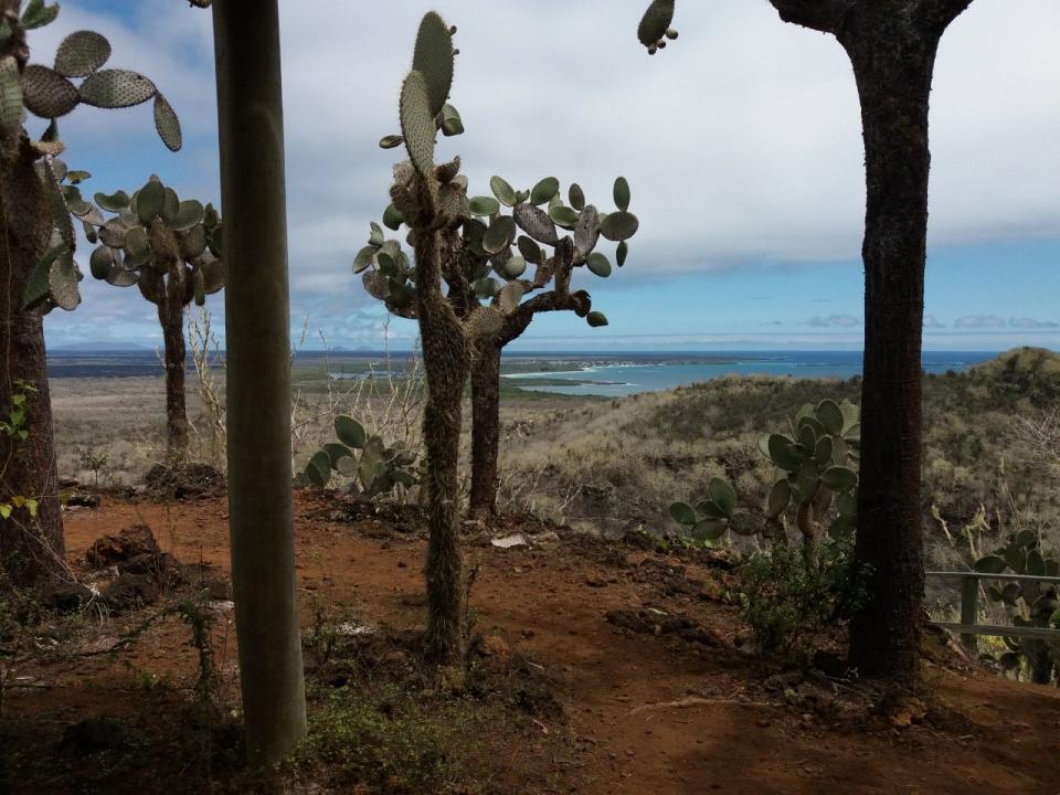 Cacti in the Galapagos