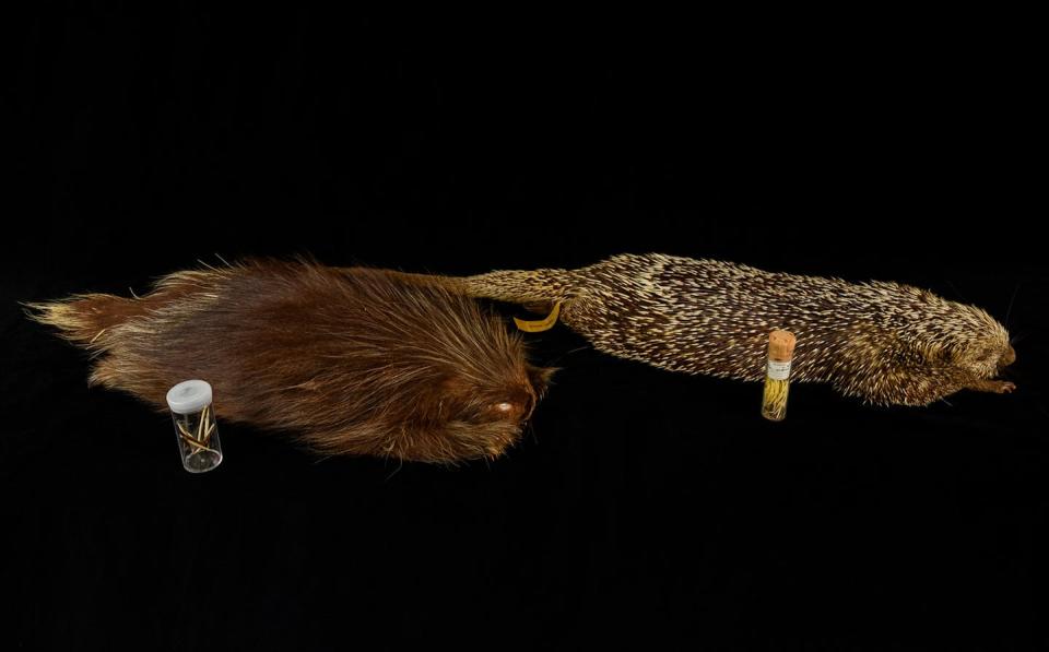 Two pelts are displayed on a black background. The left one is dark auburn and the quills are longer. The one on the right is tan and brown with shorter quills.