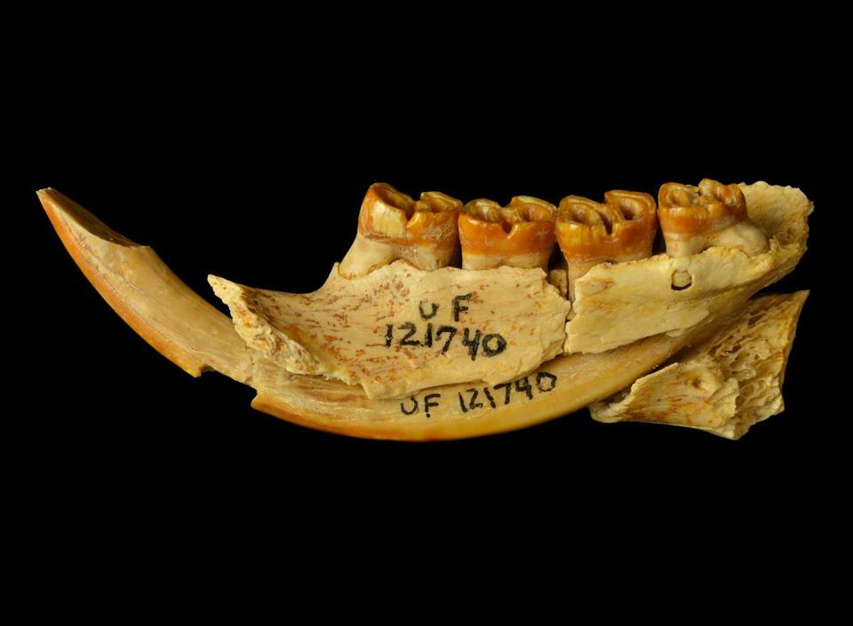 A fossil showing strong molars.