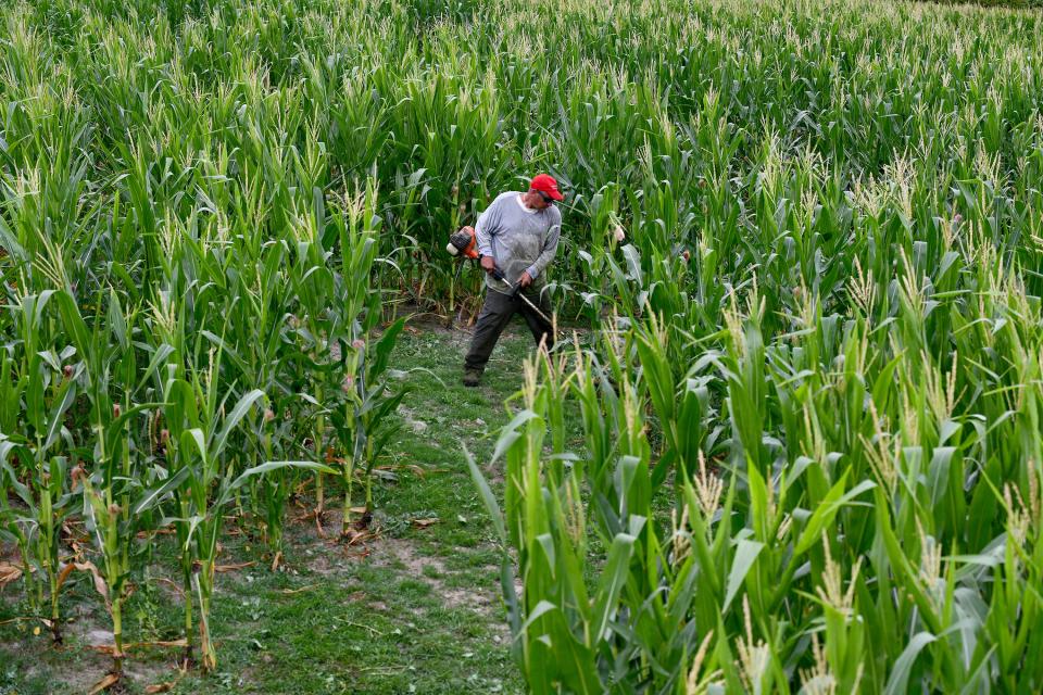 Davis Mega Maze farmer Paul Maruco cleans up the paths in the maze.