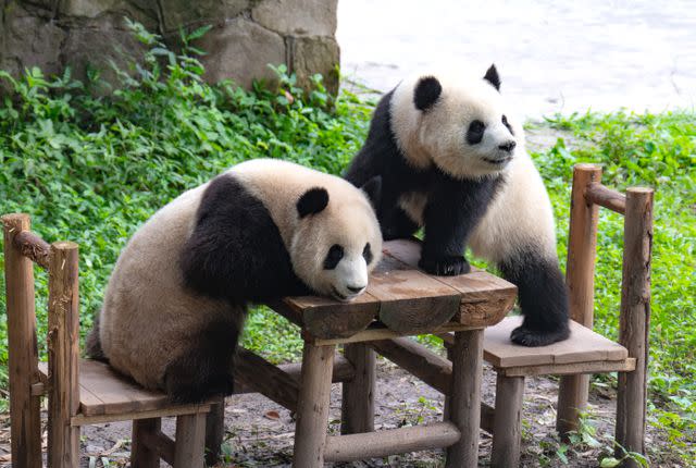 <p>Costfoto/NurPhoto via Getty Images</p> Pandas at Chongqing Zoo in Chongqing, China