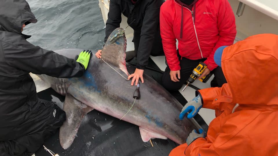 The researchers tagged multiple porbeagle sharks in 2020 and 2022. - Courtesy James Sulikowski