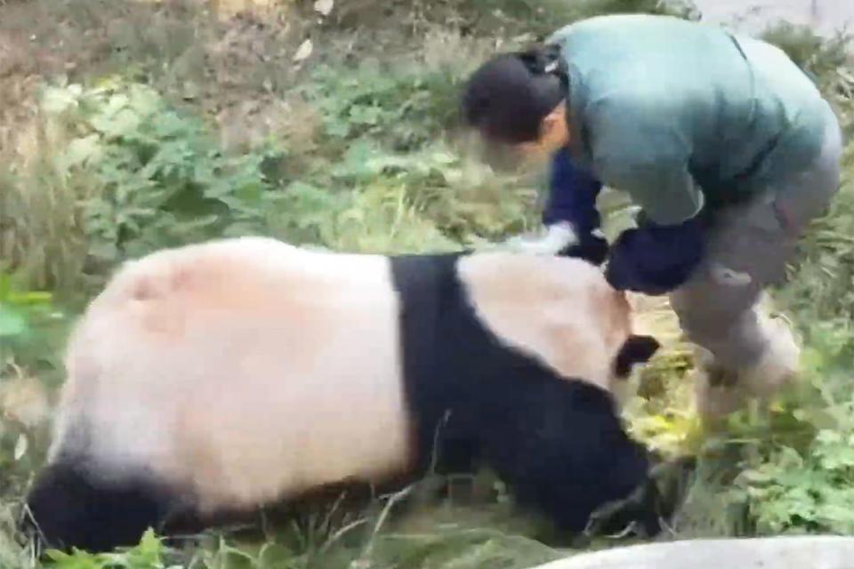 <p>Newsflare</p> Panda chasing zookeeper in China