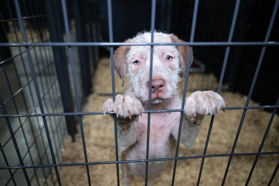 The Humane Society of the United States assists Caldwell County following the rescue of approximately 60 dogs and cats from an alleged cruelty case.