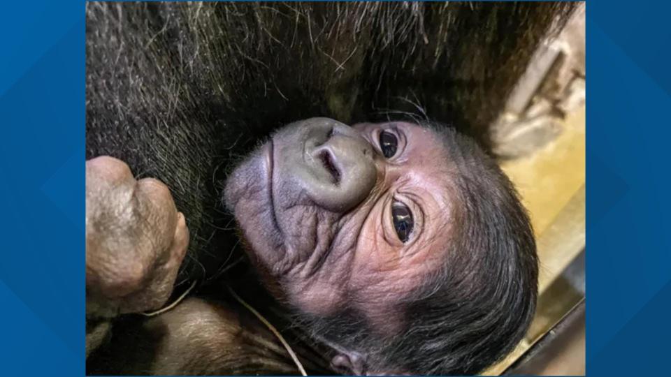 Jacksonville Zoo & Gardens announces the death of 3-year-old gorilla, Kevin, on Tuesday.