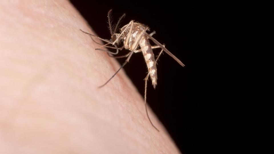 PHOTO: Biting Mosquito  (STOCK IMAGE/Getty Images)