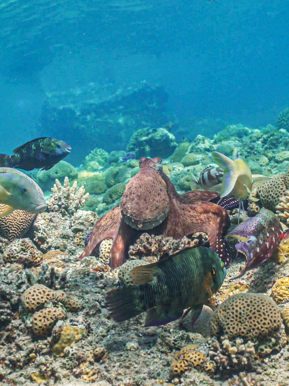 An octopus cyanea hunts with a blue goatfish, while a blacktip grouper lies in wait. (Eduardo Sampaio and Simon Gingins)