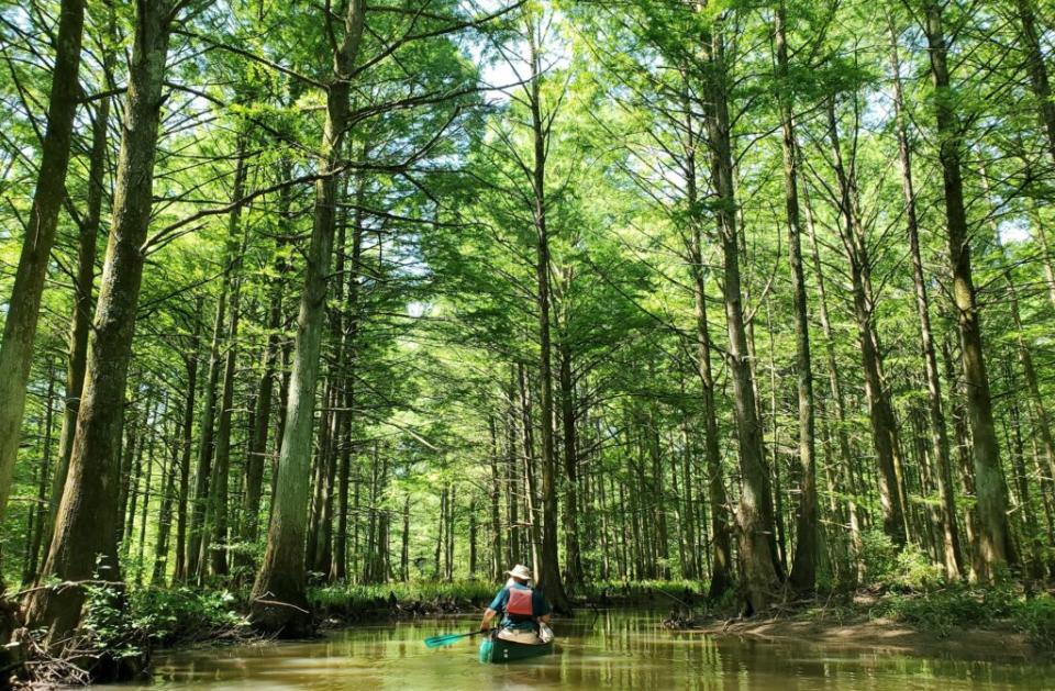 A man paddles down the main stem of the Wolf River in West Tennessee. (Photo: Wolf River Conservancy)