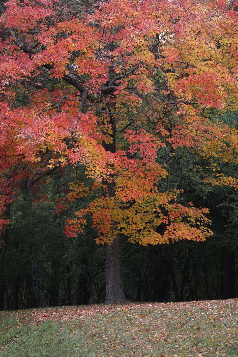 Brilliant colors of fall can be found throughout Mendon Ponds Park in Pittsford on Oct. 18, 2022.