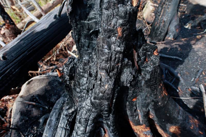 Charred trees stand on the site of the Koenigsberg forest fire. Matthias Bein/dpa