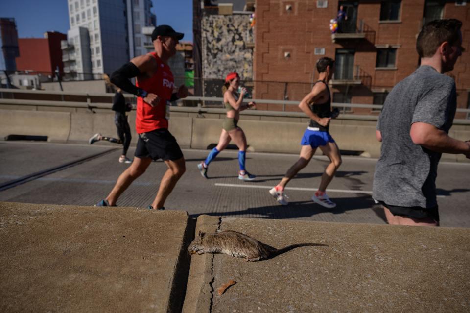 Runners pass a dead rat as they cross the Pulaski bridge during the 2021 TCS New York City Marathon in Brooklyn, New York, on November 7, 2021. - After a forced break in 2020, the New York City Marathon is back on for its 50th edition, and with it, the countless opportunities to run it for charity, an industry that has become a staple and hopes to take off again after the pandemic.