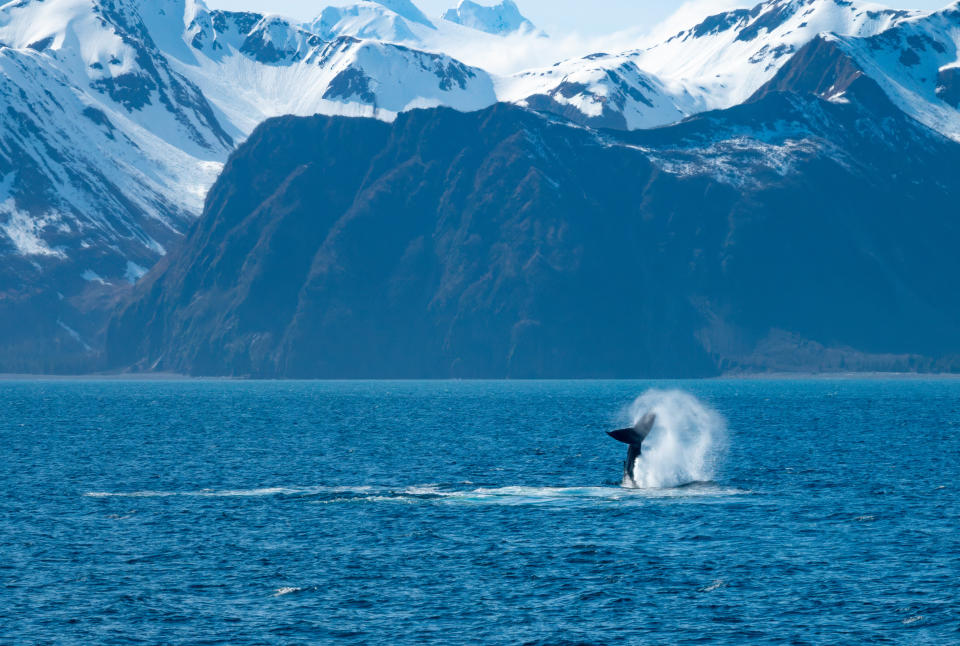 Humpback whale mother and calf breaching and pec flapping near Bear Glacier, Kenai Fjords National Park, Seward, Alaska, USA