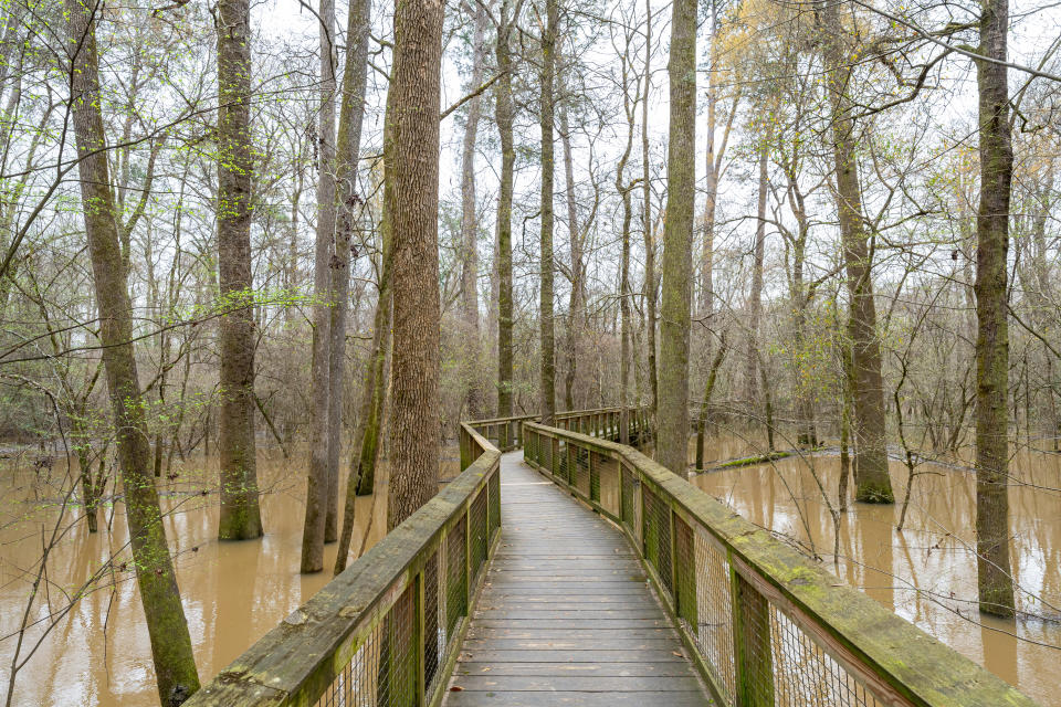 Congaree National Park Elevated Boardwalk, flooded swamp. Columbia, South Carolina, USA.